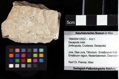 Foto (Objket + Etiketten) von Decapoda indet. 